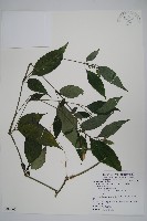 藏品(長花九頭獅子草、山藍)的圖片