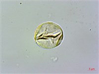 藏品(玉玲花、台灣異葉苣苔)的圖片