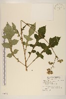 藏品(黃花三七草)的圖片