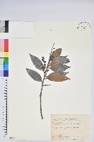 藏品(珍珠花、長尾葉越橘)的圖片