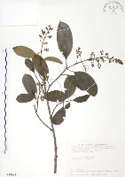 藏品(山香圓)的圖片