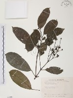 藏品(山香圓)的圖片