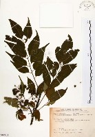 藏品(賊仔樹)的圖片