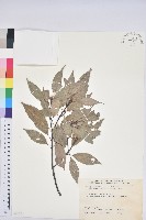 藏品(青剛櫟、鐵椆)的圖片