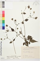 藏品(巴氏鐵線蓮)的圖片