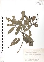 藏品(豬腳楠)的圖片