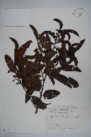 藏品(忍冬葉冬青)的圖片