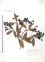 藏品(豬腳楠)的圖片