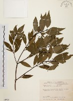 藏品(山肉桂、台灣肉桂)的圖片