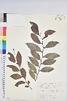 藏品(細葉饅頭果)的圖片