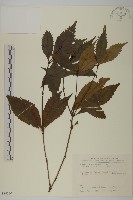 藏品(草珊瑚、紅果金粟蘭)的圖片