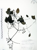 藏品(柱果鐵線蓮)的圖片