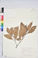 藏品(三斗石櫟)的圖片