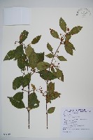 藏品(呂宋莢迷)的圖片