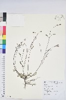 藏品(光果葉下珠)的圖片