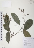 藏品(山香圓)的圖片