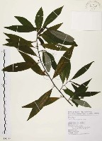 藏品(山胡椒)的圖片