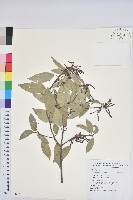 藏品(圓果青剛櫟)的圖片