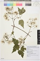 藏品(串鼻龍)的圖片