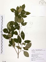 藏品(石苓舅)的圖片