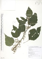 藏品(青苧麻)的圖片