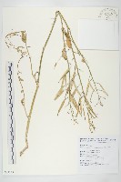 藏品(油菜)的圖片