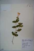 藏品(忍冬、金銀花)的圖片