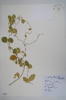 藏品(鷗蔓)的圖片