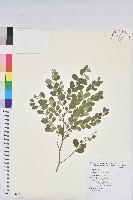 藏品(紅仔珠)的圖片