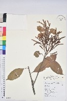 藏品(阿里山三斗石櫟)的圖片