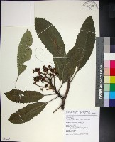 藏品(山枇杷、臺灣枇杷)的圖片