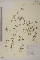 藏品(繁縷)的圖片