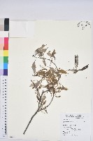 藏品(青剛櫟、鐵椆)的圖片