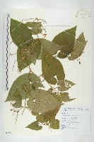 藏品(斑花青牛膽)的圖片