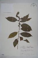 藏品(臺灣糊樗)的圖片