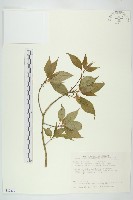 藏品(臺灣青莢葉)的圖片