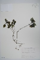 藏品(蘭嵌馬藍)的圖片