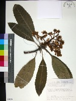 藏品(山枇杷、臺灣枇杷)的圖片