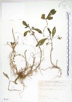 藏品(同蕊草、異色線柱苣苔)的圖片