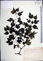 藏品(漢氏山葡萄)的圖片