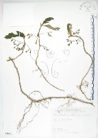 藏品(同蕊草、異色線柱苣苔)的圖片