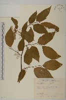 藏品(佩羅特木)的圖片