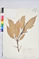 藏品(短尾葉石櫟、嶺南柯`東南石櫟)的圖片