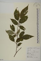 藏品(佩羅特木)的圖片