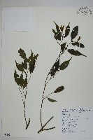 藏品(阿里山冬青)的圖片