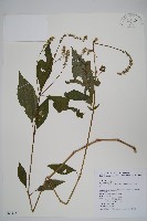 藏品(日本牛膝)的圖片