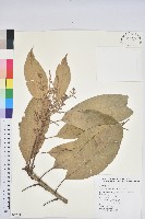 藏品(大葉石櫟、大葉校栗)的圖片