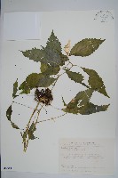 藏品(黃花鳳仙花)的圖片