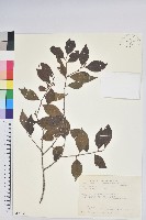 藏品(米飯花)的圖片