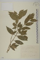 藏品(刺果衛矛)的圖片